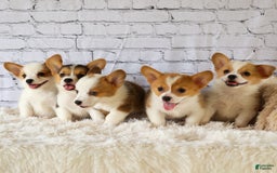 Welsh Corgi Pembroke dogs for sale: Lyla - Image 20