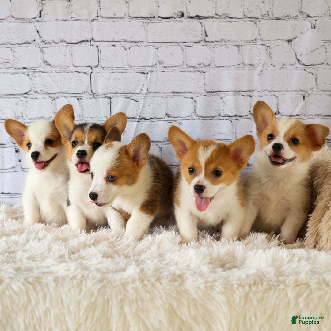 Welsh Corgi Pembroke dogs for sale: Lyla - Image 20