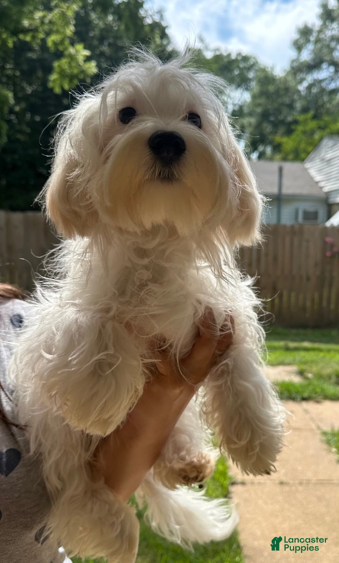 Morkie dogs for sale: Leo - Image 9