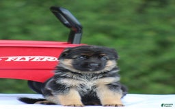 German Shepherd dogs for sale: Jessa - Image 2