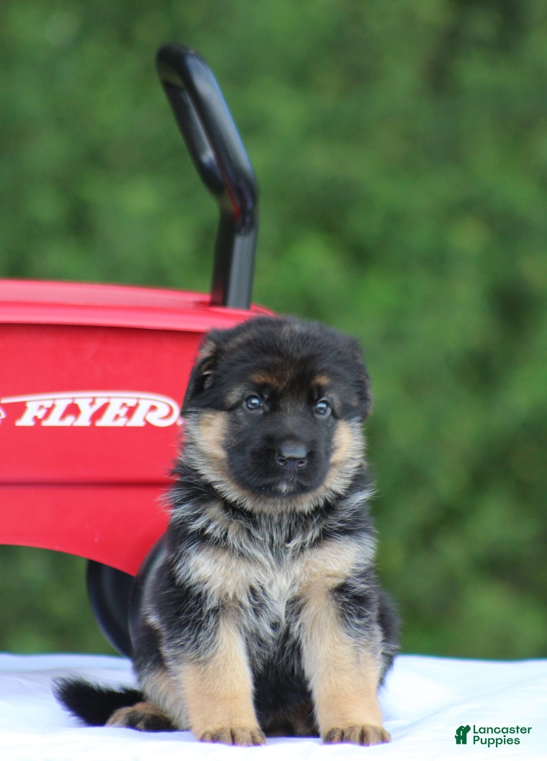 German Shepherd dogs for sale: Jessa - Image 2