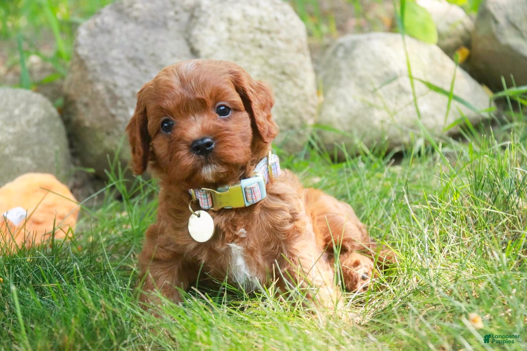 Cavalier King Charles Spaniel dogs for sale: Monty - Image 9