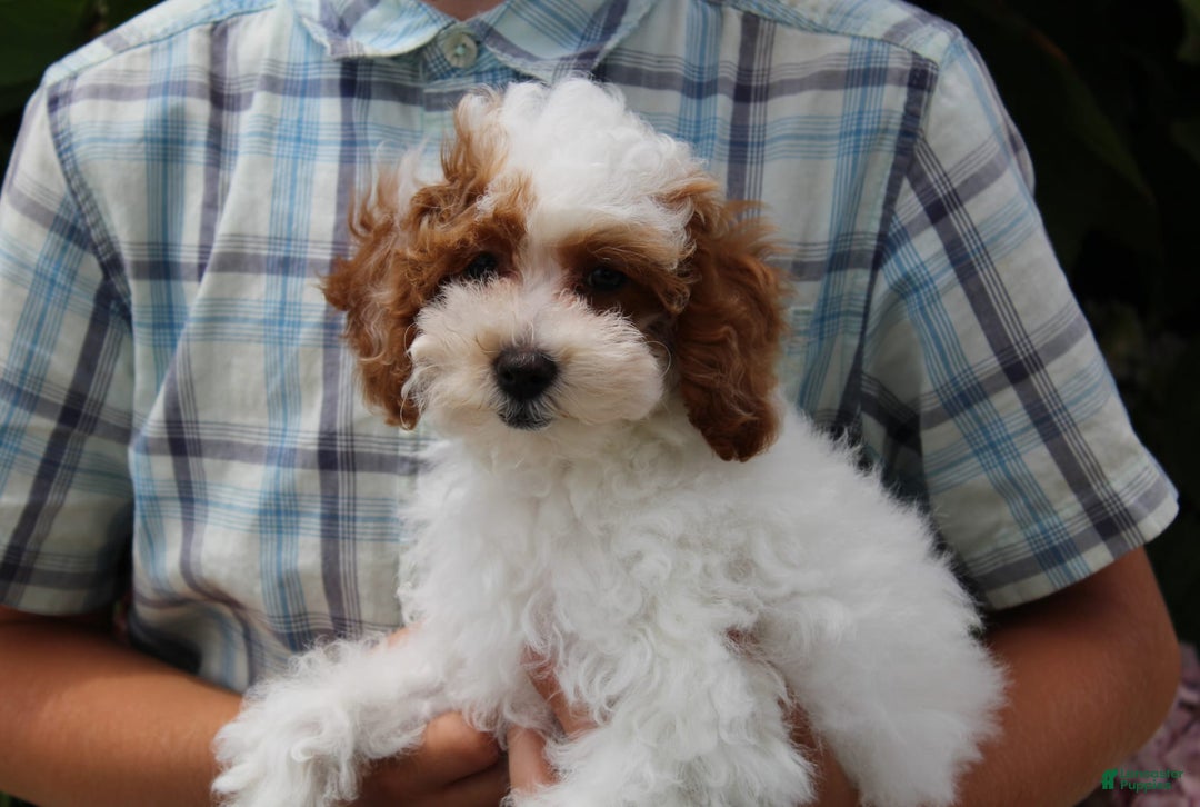 Miniature Poodle dogs for sale: Lily - Image 28