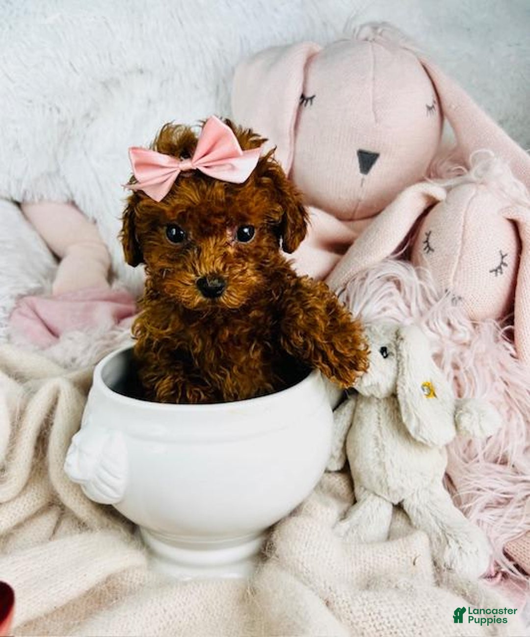 Toy Poodle dogs for sale: Pammy - Image 1