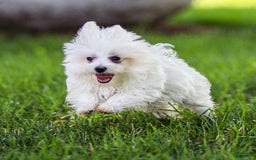 Maltese dogs for sale: River - Image 16