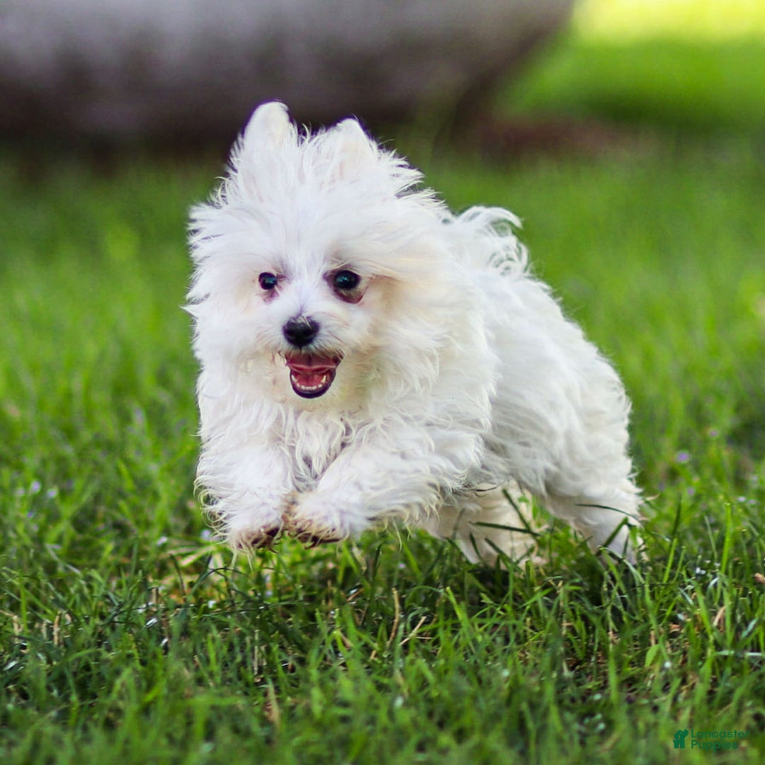 Maltese dogs for sale: River - Image 16