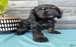 Cocker Spaniel dogs for sale: Tara - Image 8