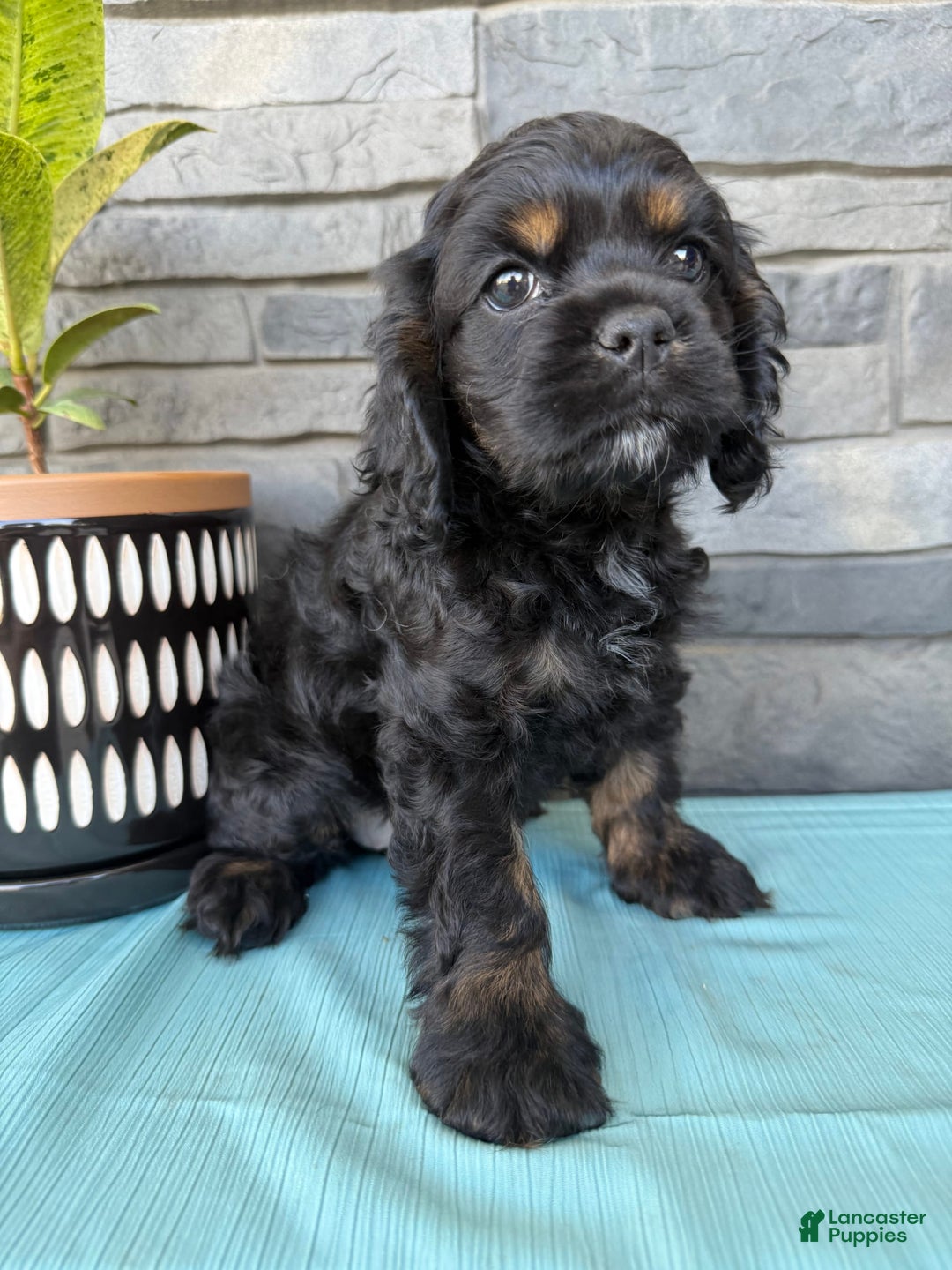 Cocker Spaniel dogs for sale: Tara - Image 8