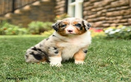 Australian Shepherd dogs for sale: Australian Shepherd 10 puppies - Image 22