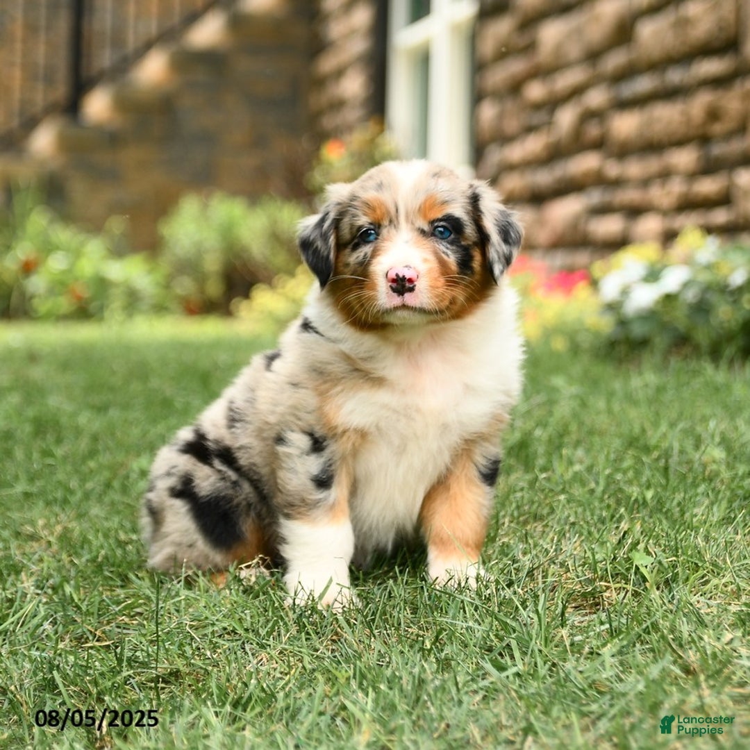 Australian Shepherd dogs for sale: Australian Shepherd 10 puppies - Image 22