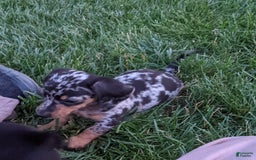 Miniature Dachshund dogs for sale: Buddy - Image 4