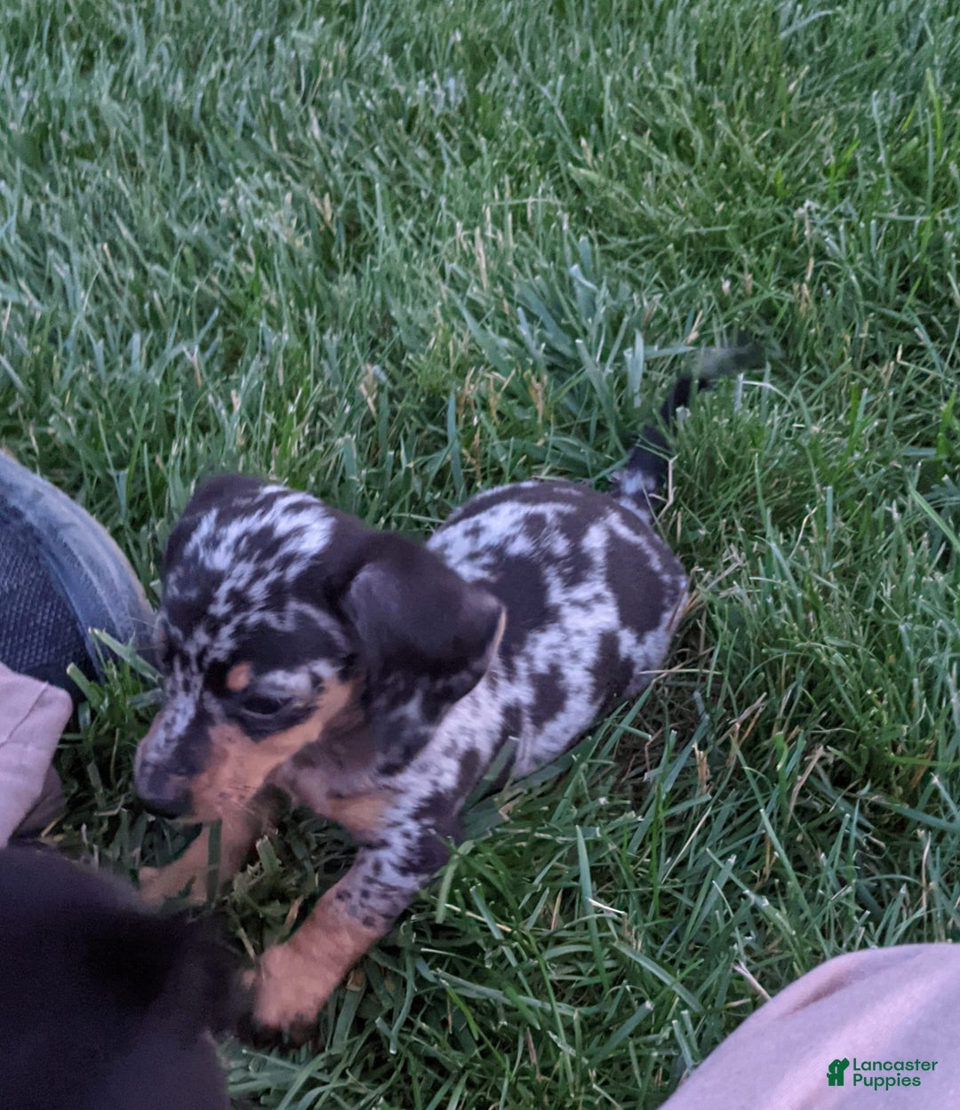 Miniature Dachshund dogs for sale: Buddy - Image 4