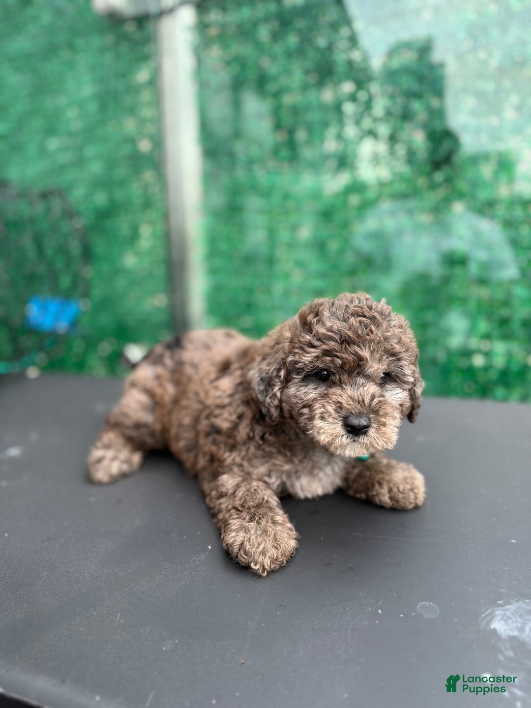 Toy Poodle dogs for sale: Merle toy poodle - Image 1