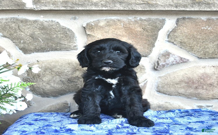 Goldendoodle dogs for sale - Ad 5