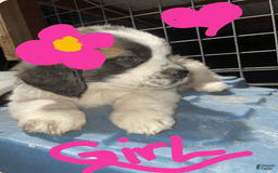 Saint Bernard dogs for sale: Puppy - Image 3