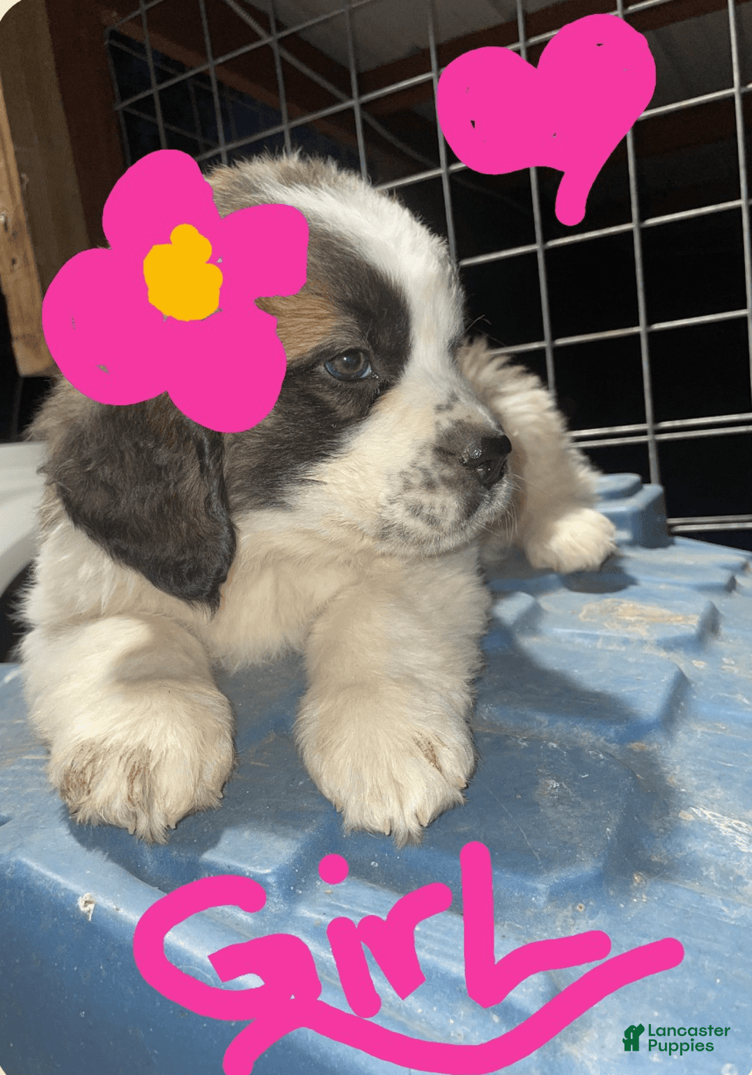 Saint Bernard dogs for sale: Puppy - Image 3