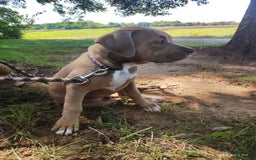 American Bully dogs for sale: Diesel - Image 1