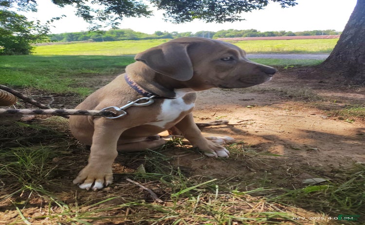 American Bully dogs for sale - Ad 1