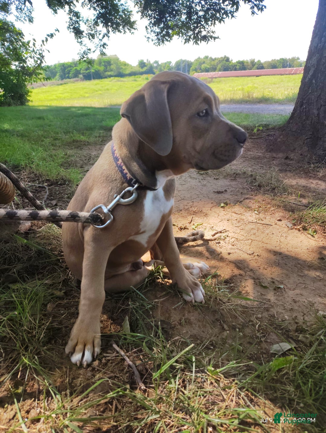 American Bully dogs for sale: Diesel - Image 1