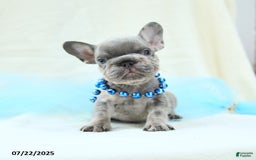 French Bulldog dogs for sale: Emilio Akc - Image 4