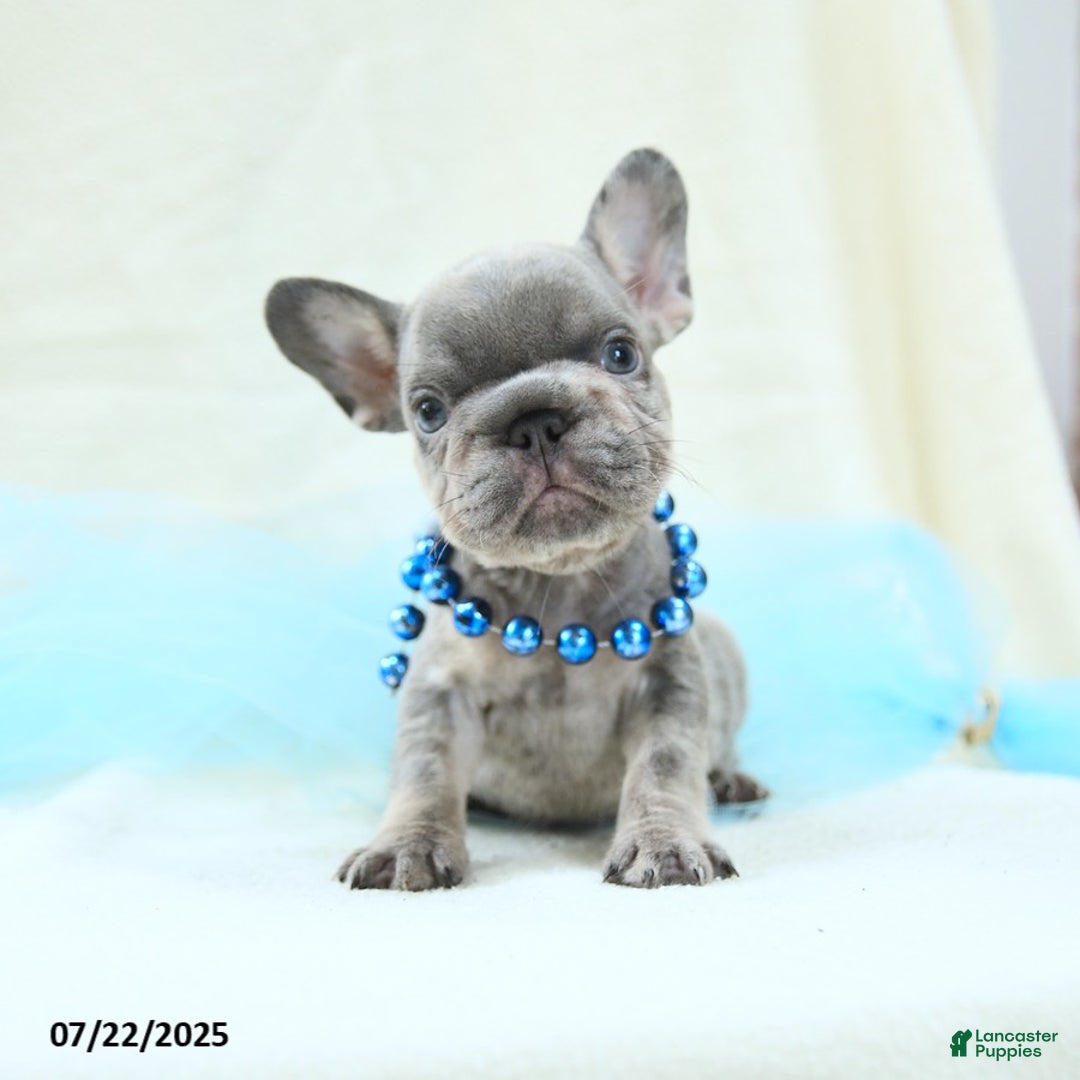 French Bulldog dogs for sale: Emilio Akc - Image 4