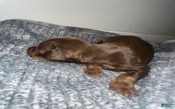 Doberman Pinscher dogs for sale: Doberman Pinscher 1 puppies - Image 2