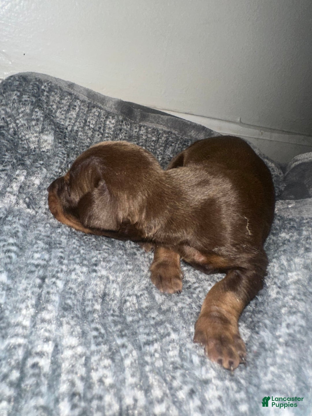 Doberman Pinscher dogs for sale: Doberman Pinscher 1 puppies - Image 2