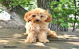 Cavapoo dogs for sale: Faith - Image 15