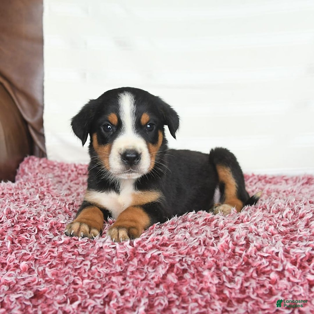 Greater Swiss Mountain Dog dogs for sale: Harvey - Image 2