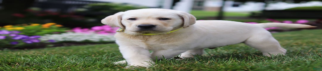 Benny