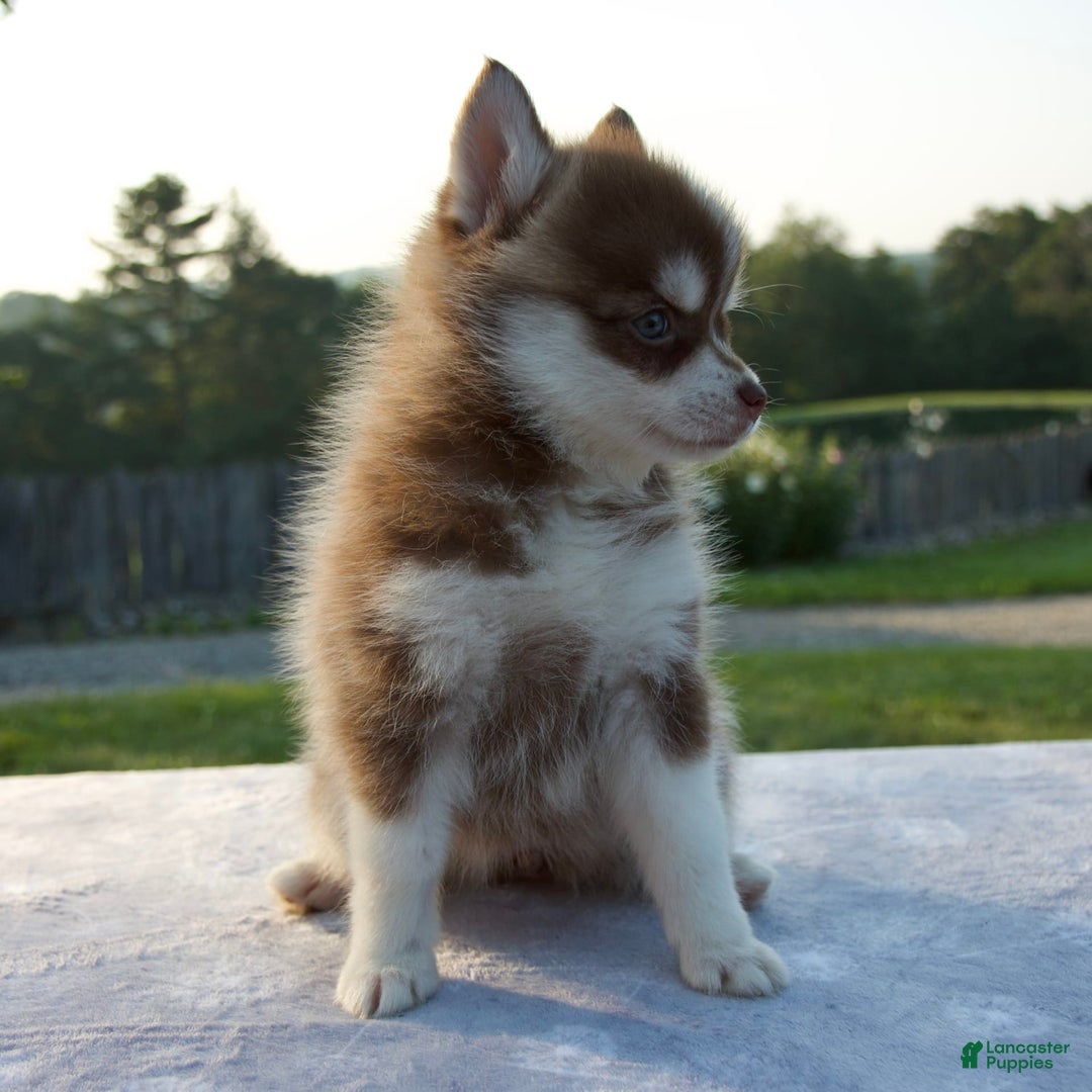 Pomsky dogs for sale: Misha - Image 4