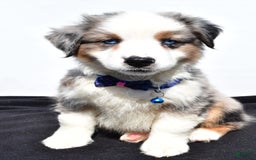 Miniature Australian Shepherd dogs for sale: Tundra - Image 1