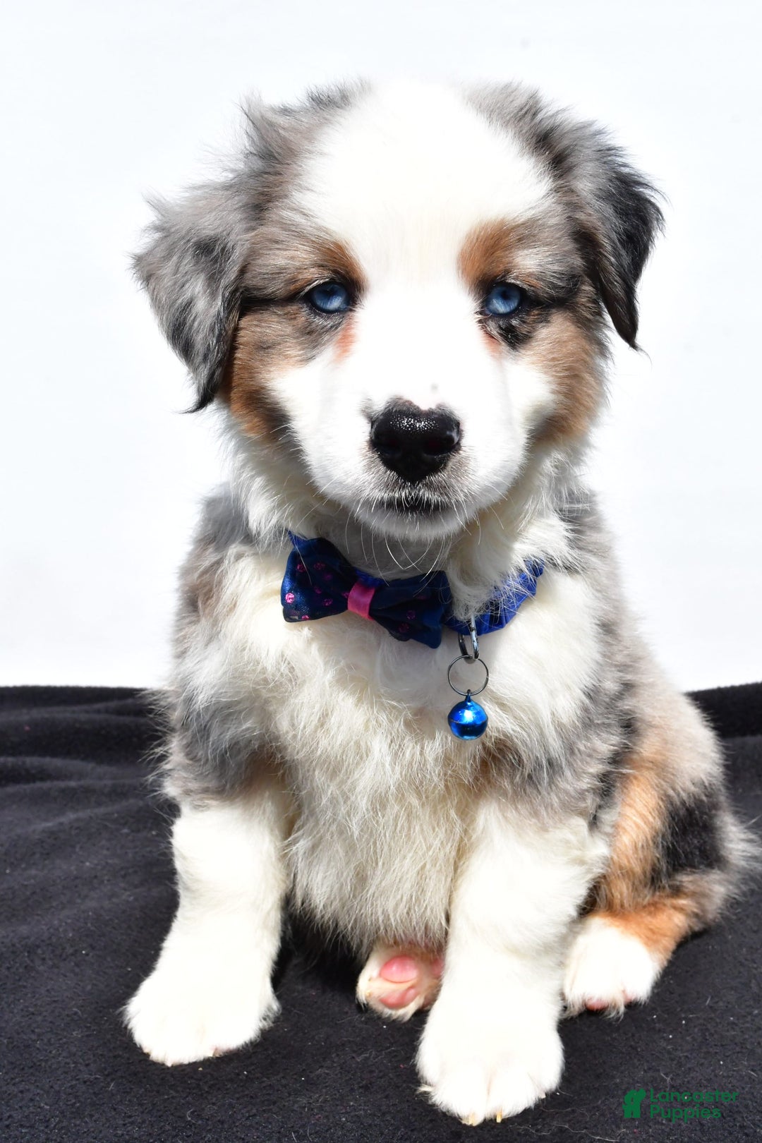 Miniature Australian Shepherd dogs for sale: Tundra - Image 1
