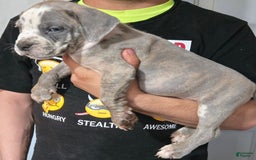 Cane Corso dogs for sale: Cane Corso 4 puppies - Image 1