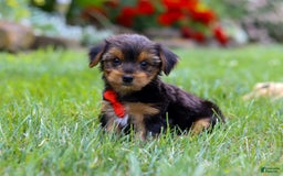 Yorkshire Terrier dogs for sale: Frankie - Image 2