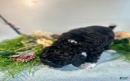 Mini Bernedoodle dogs for sale: Diamond - Image 13