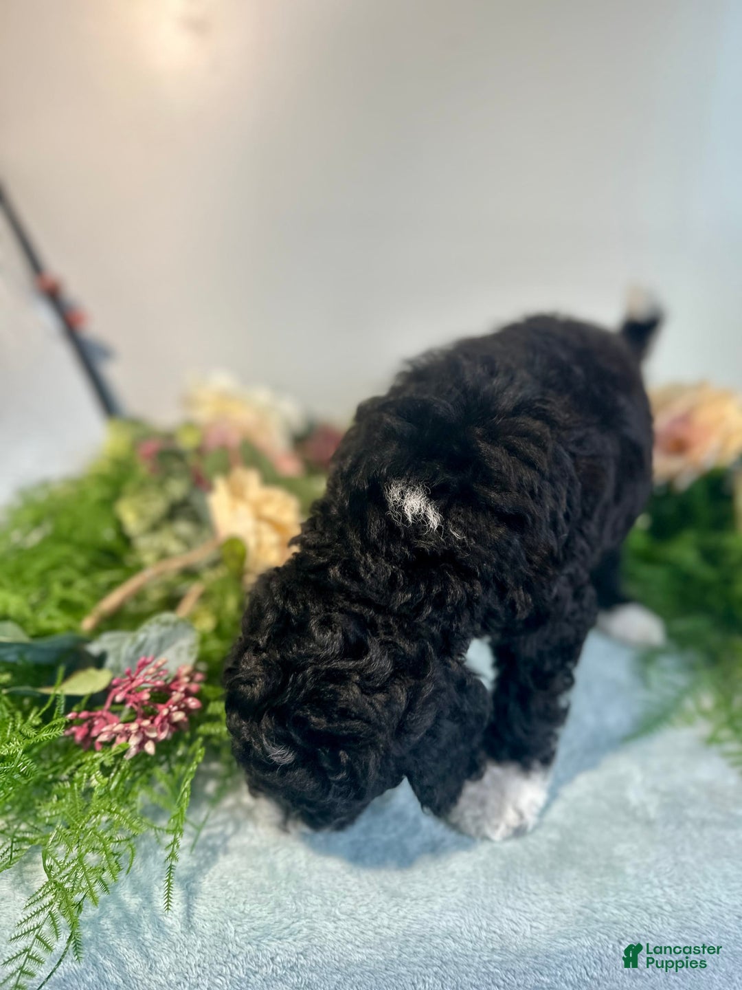 Mini Bernedoodle dogs for sale: Diamond - Image 13