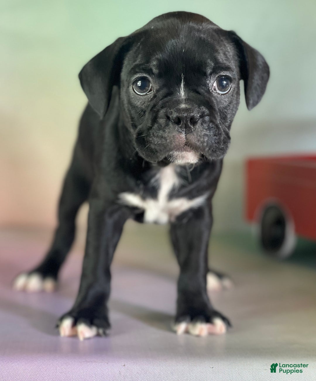 Frenchton dogs for sale: Coal Dna Clear - Image 6