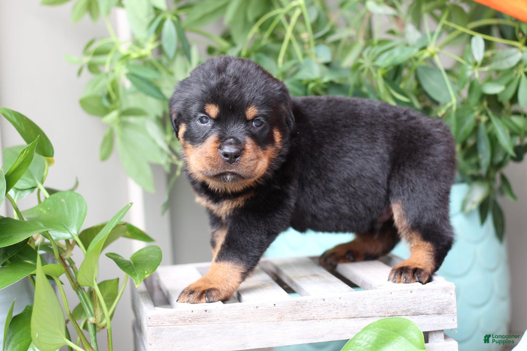 Rottweiler dogs for sale: Shadow - Image 2