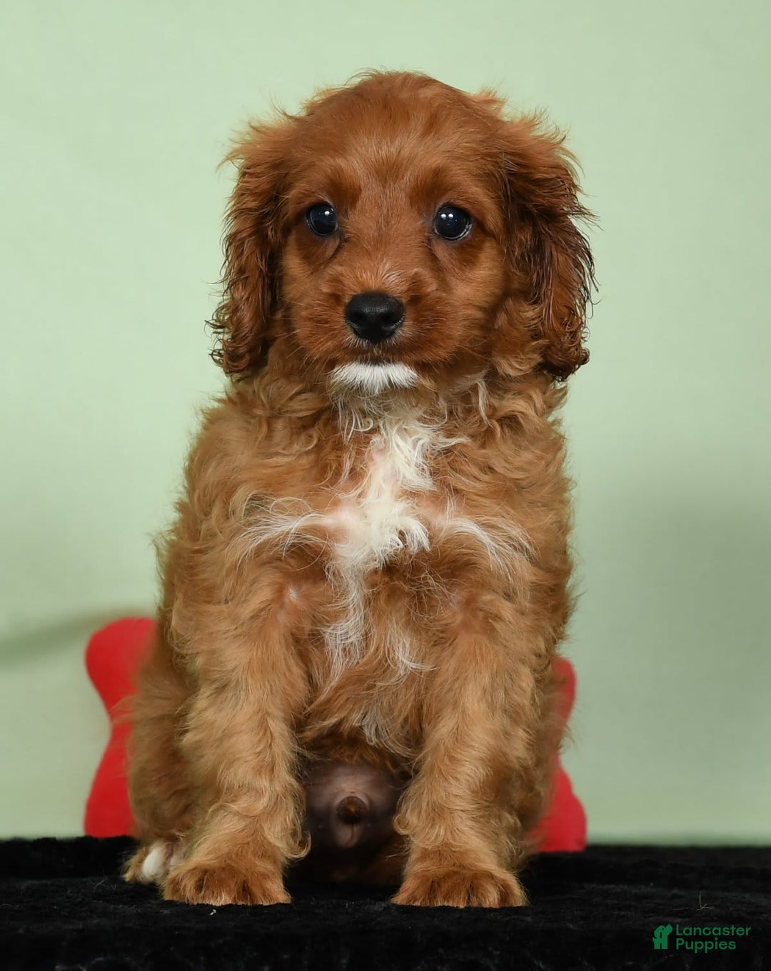 Cavapoo dogs for sale: Indy - Image 8