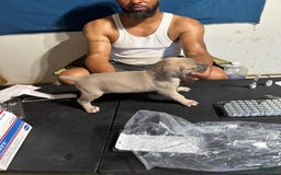 Cane Corso dogs for sale: Cane Corso 3 puppies - Image 5