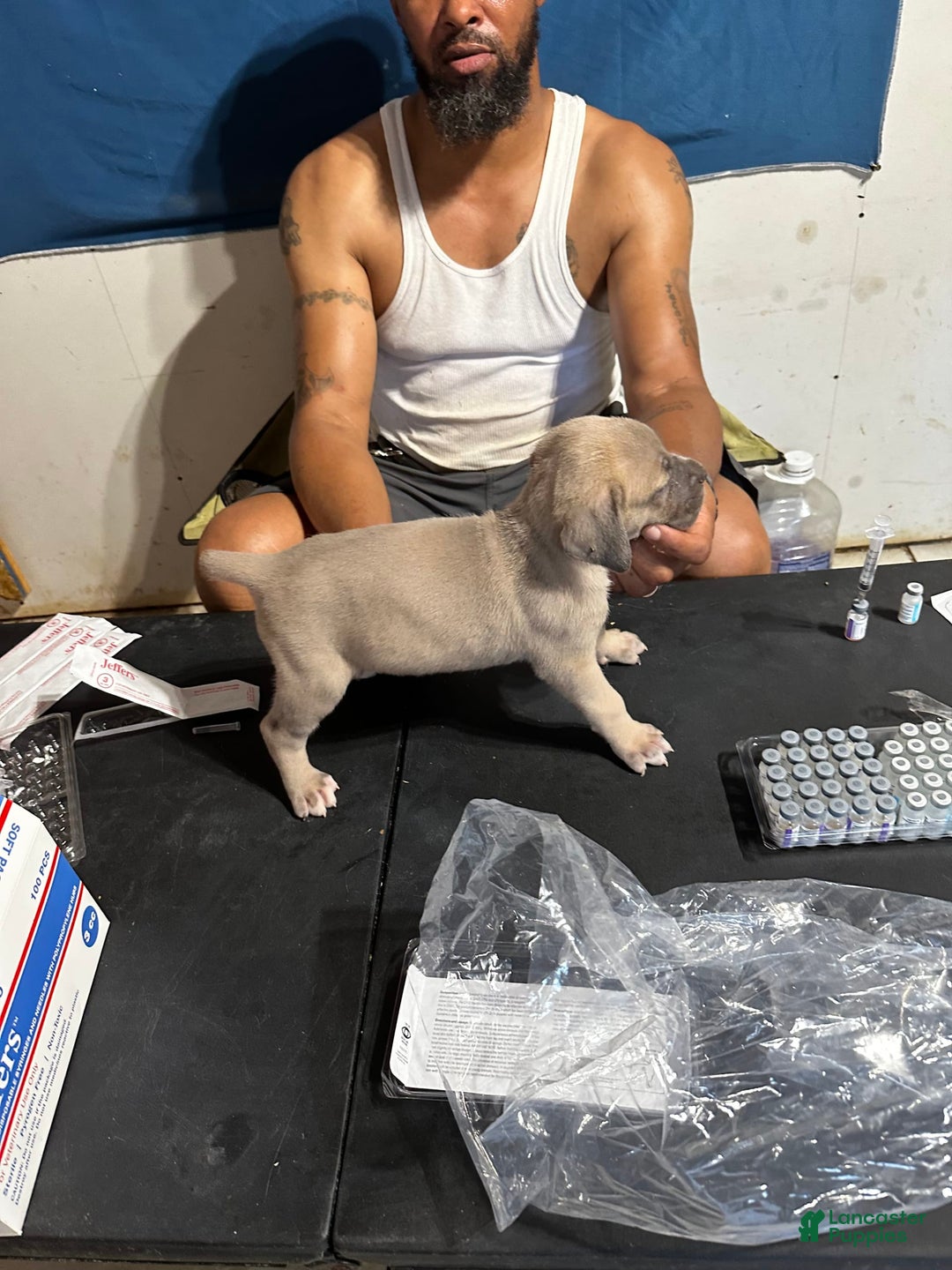 Cane Corso dogs for sale: Cane Corso 3 puppies - Image 5