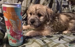 Morkie dogs for sale: Liam - Image 1