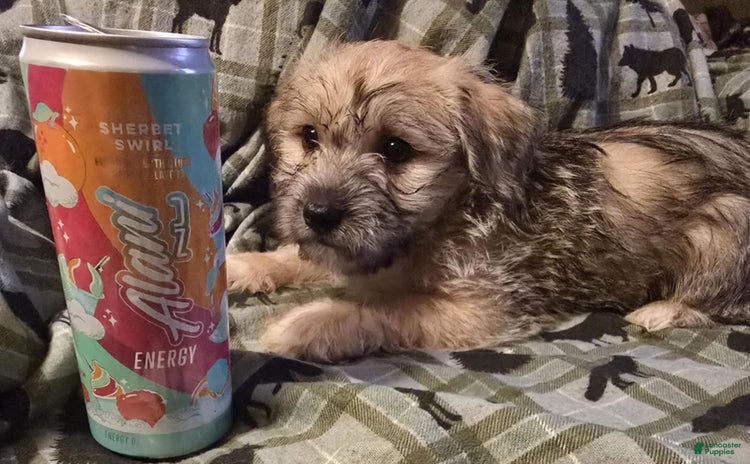 Morkie dogs for sale - Ad 1