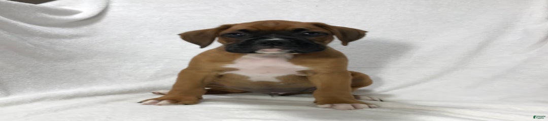 Sarge