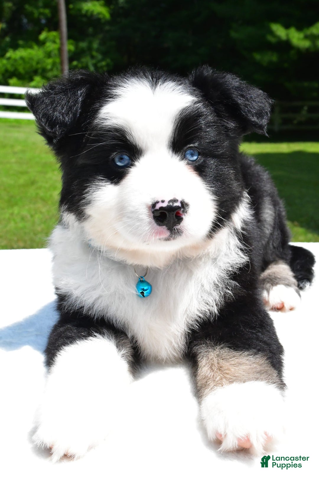 Miniature Australian Shepherd dogs for sale: Jean - Image 2