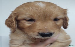 Golden Retriever dogs for sale: Benji - Image 1