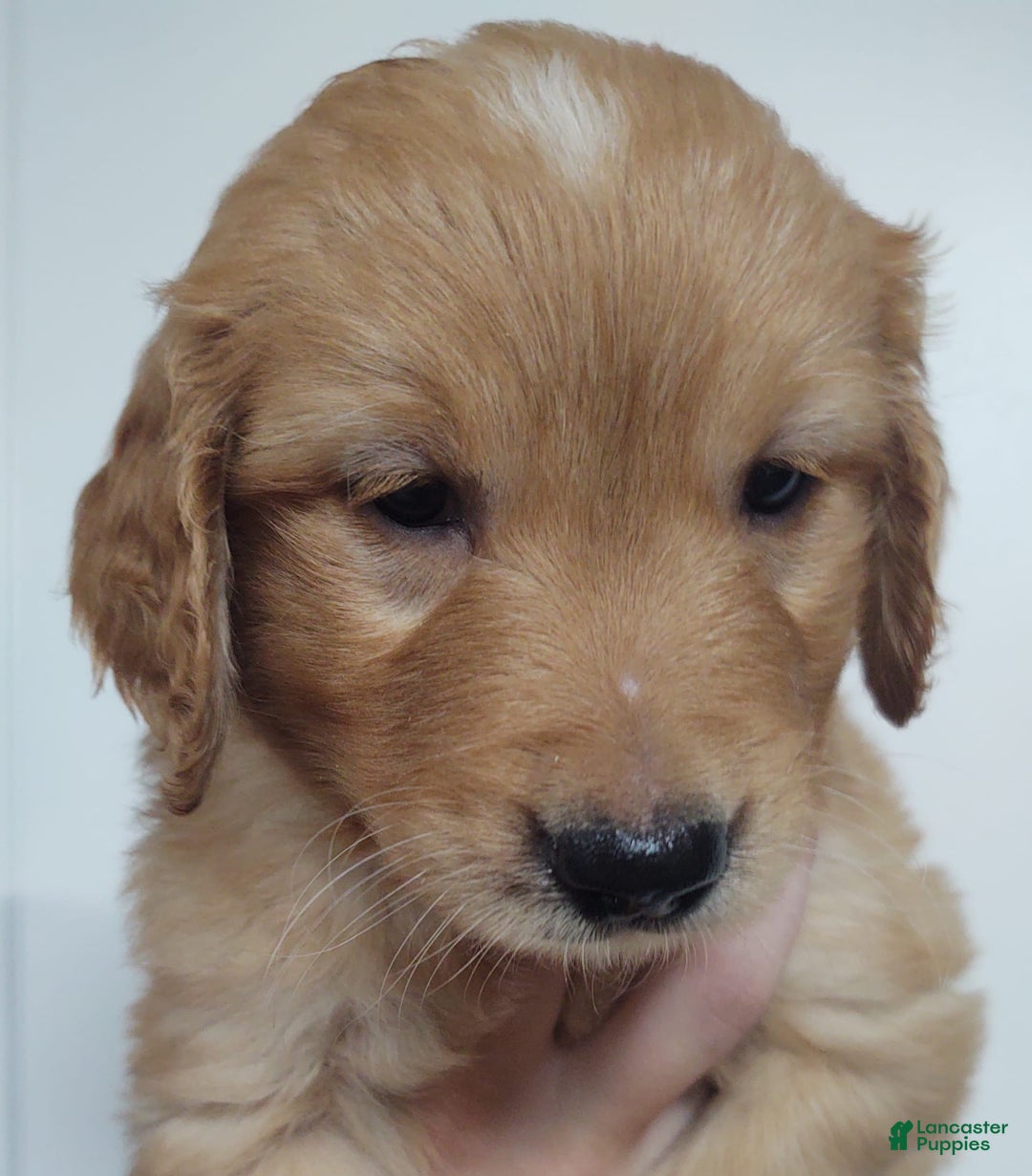 Golden Retriever dogs for sale: Benji - Image 1