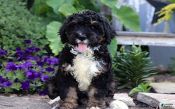 Bernedoodle dogs for sale: Jackson - Image 2
