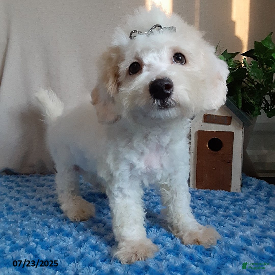 Bichpoo dogs for sale: Colby - Image 3